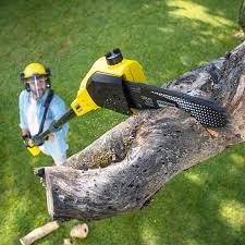 Best Lawn Renovation and Restoration  in St Lawrence, PA